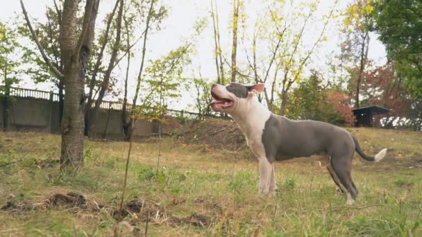 Cucciolo stafford gioca sul campo — Video Stock