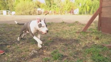 köpek yavrusu stafford sahada oynuyor.