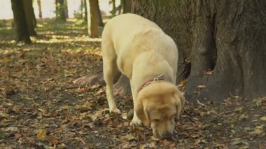 köpek doğurmak labrador altın renk