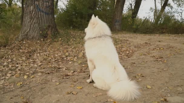 Samoyedo perro en parque — Vídeo de stock