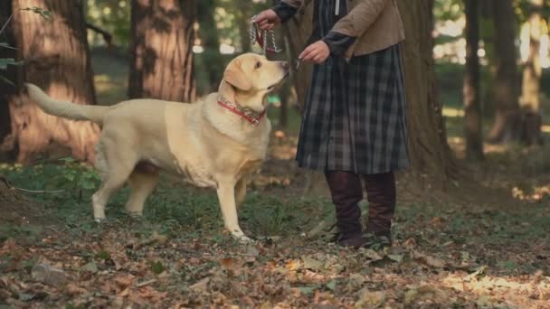 Hond ras labrador gouden kleur — Stockvideo