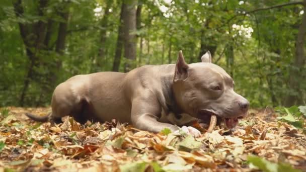 Razas de perros stafford — Vídeo de stock