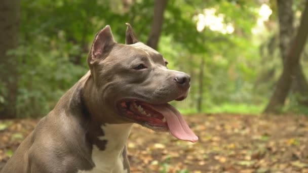 Raças de cães stafford — Vídeo de Stock