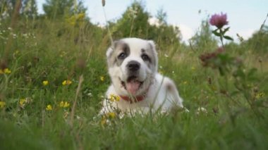 Alabai doğurmak köpek yavrusu