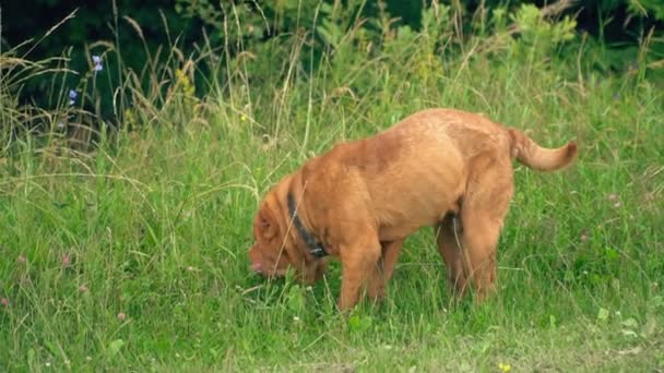 La razza di shar pei — Video Stock