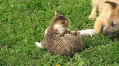 bir köpek ve kedi Savaşı