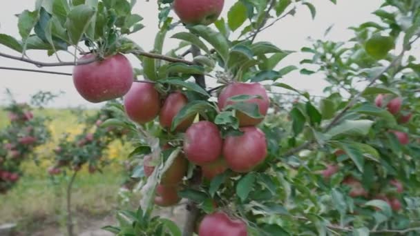 Rote Äpfel aus nächster Nähe — Stockvideo