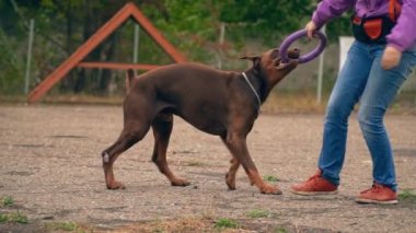 Doberman köpek bir lastik yüzükle oynuyor
