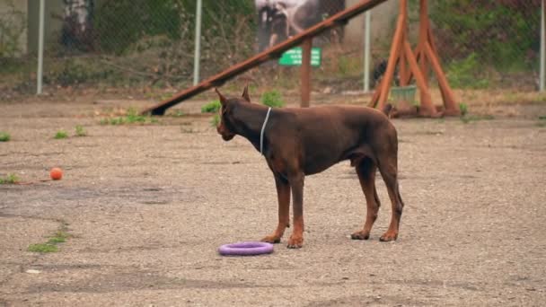 Собака Доберман грає з гумовим кільцем — стокове відео
