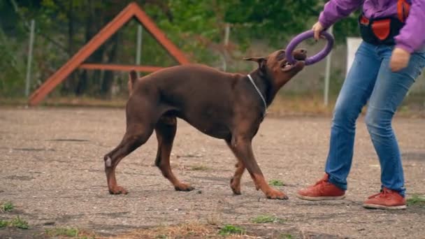Собака добермана играет с резиновым кольцом — стоковое видео