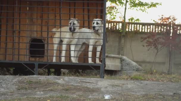Цікавиться собаками породи алабая у вольєрах — стокове відео