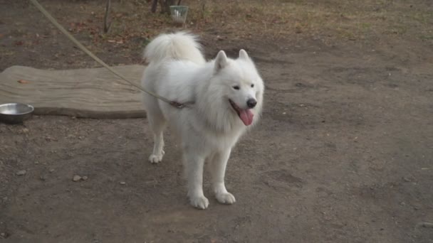 狗养殖萨摩耶树皮 — 图库视频影像