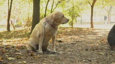 köpek doğurmak labrador altın renk