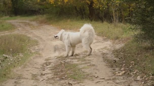 萨摩耶狗在公园 — 图库视频影像