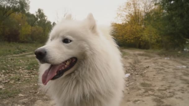 Samoyedo perro en parque — Vídeos de Stock