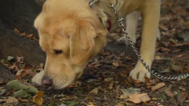 Raza perro labrador color dorado — Vídeo de stock