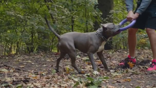 Собака породи stafford — стокове відео