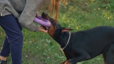 köpek doğurmak Doberman niteliğine