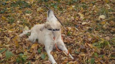 Köpek çiftleşmesi Golden Retriever