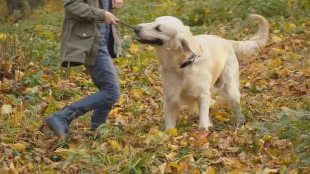 Собака породи Золотий ретривер — стокове відео