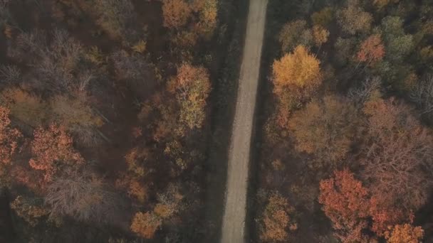 Road in the autumn forest — Stock Video