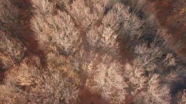 Herfst bos van een hoogte — Stockvideo