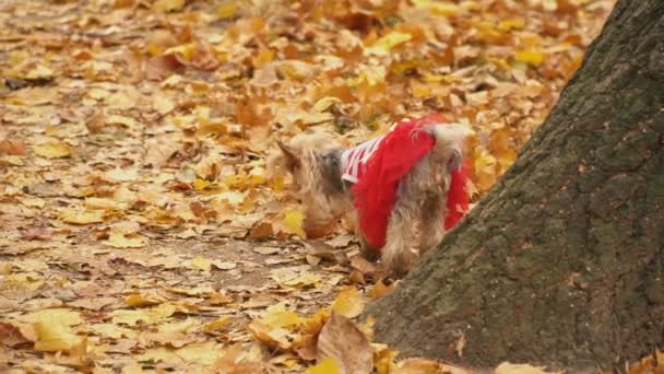 Pies rasy yorkshire terrier — Wideo stockowe