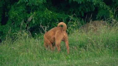 cins shar pei