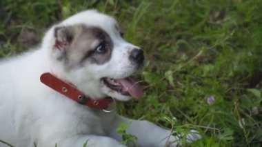 Alabai doğurmak köpek yavrusu