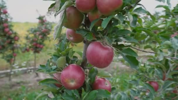 Красные яблоки крупным планом — стоковое видео