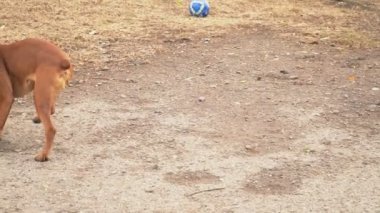 kahverengi boxer doğurmak köpek