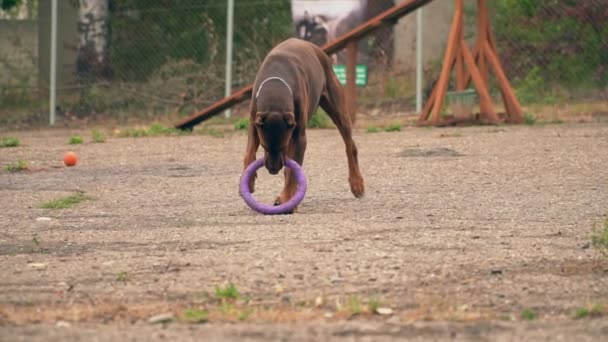 Doberman Hund Spelar Banan Med Gummiring — Stockvideo