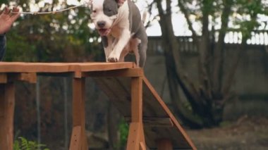 Bahçesi, Stafford köpek yavrusu