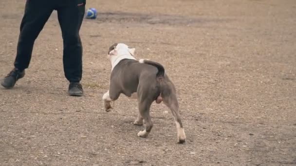 Стаффорд щенок на детской площадке — стоковое видео