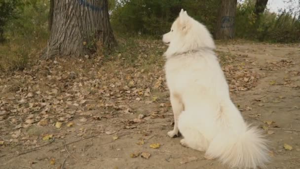 Samojeed hond in park — Stockvideo