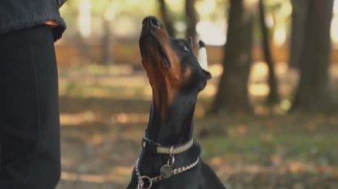 köpek doğurmak Doberman Park