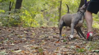 stafford köpek ırkları