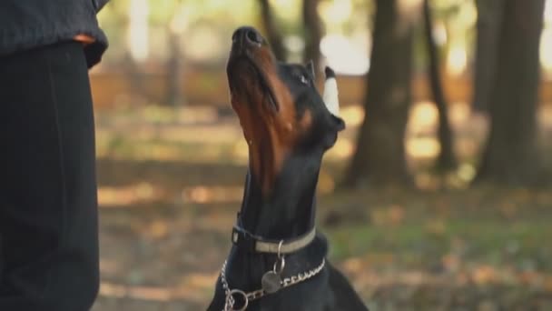 Raza de perro Doberman en el parque — Vídeos de Stock