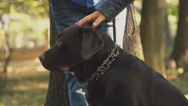 Raça cão labrador cor dourada — Vídeo de Stock