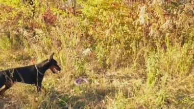 köpek doğurmak Doberman niteliğine