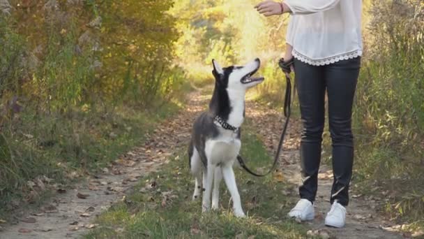 Meisje met een hondenras Husky — Stockvideo