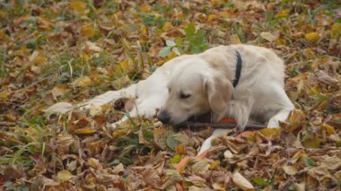 Köpek çiftleşmesi Golden Retriever