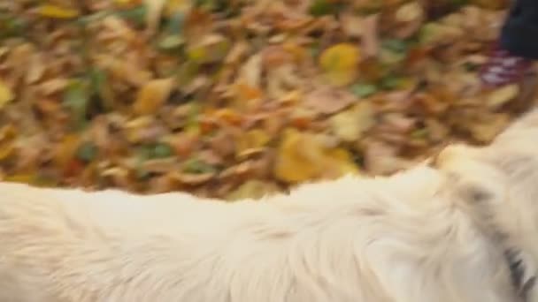 Anjing jenis anjing golden retriever — Stok Video