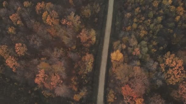 Route dans la forêt d'automne — Video