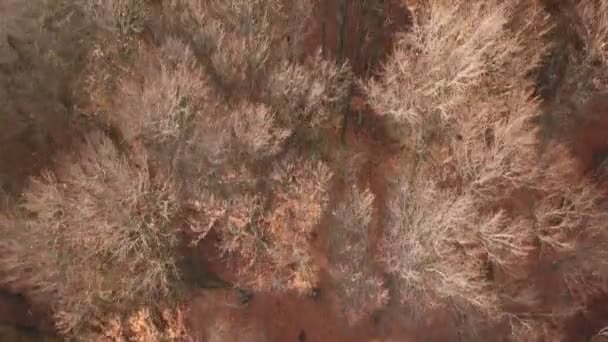 Hösten skogen från en höjd — Stockvideo