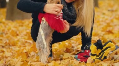 Kız onu köpek Yorkshire terrier doğurmak koyar