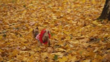 Köpek cinsi Yorkshire Teriyeri