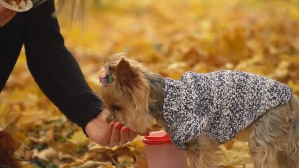 Girl feeds dog breed Yorkshire terrier — Stock Video