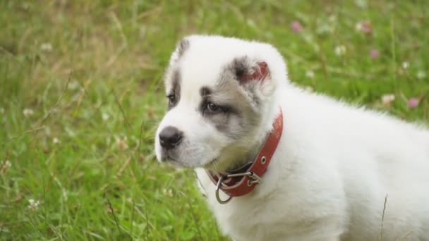 Cachorro de raza Alabai — Vídeo de stock