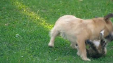 bir köpek ve kedi Savaşı